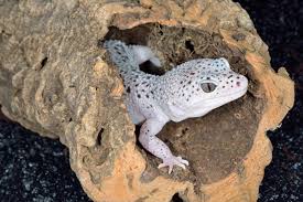 Image result for gravidity leopard gecko