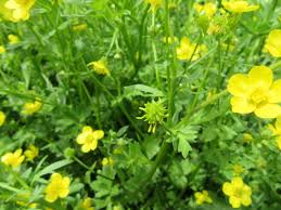 Attēlu rezultāti vaicājumam “Ranunculus elatior leaf”