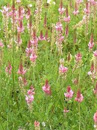 Image result for Onobrychis viciifolia