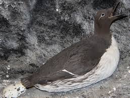 Image result for Uria aalge