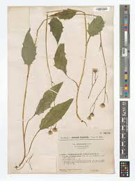 Attēlu rezultāti vaicājumam “Hieracium vulgatum”