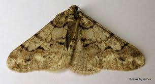 Attēlu rezultāti vaicājumam “Agriopis leucophaearia”