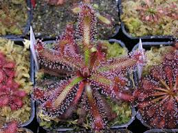 Image result for Drosera