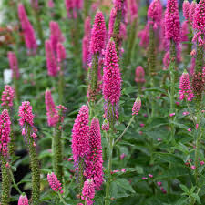 Attēlu rezultāti vaicājumam “Veronica longifolia fruit”