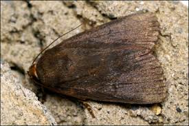 Attēlu rezultāti vaicājumam “Amphipyra livida”