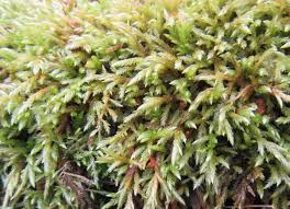 Attēlu rezultāti vaicājumam “Isothecium myosuroides sporophyte”