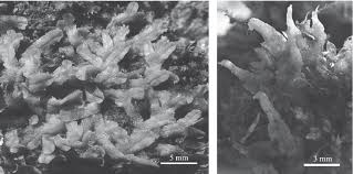 Attēlu rezultāti vaicājumam “Riccia canaliculata”
