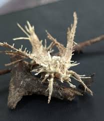 Attēlu rezultāti vaicājumam “Akanthomyces aculeatus”