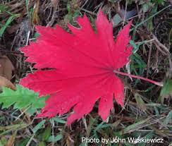 Attēlu rezultāti vaicājumam “Acer pseudosieboldianum”