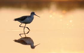 Attēlu rezultāti vaicājumam “Tringa stagnatilis adult”