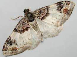 Attēlu rezultāti vaicājumam “Catarhoe cuculata”