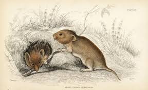 Attēlu rezultāti vaicājumam “Myodes glareolus”