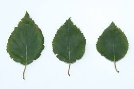 Attēlu rezultāti vaicājumam “Betula pubescens leaf”
