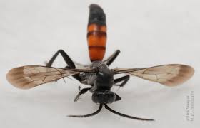 Attēlu rezultāti vaicājumam “Anoplius viaticus”