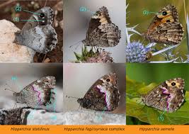 Attēlu rezultāti vaicājumam “Hipparchia semele”