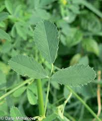 Attēlu rezultāti vaicājumam “Melilotus officinalis leaf”