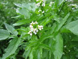 Image result for Rorippa nasturtium-aquaticum