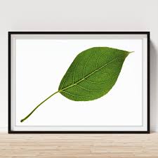 Attēlu rezultāti vaicājumam “Populus x berolinensis”