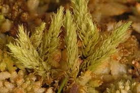 Attēlu rezultāti vaicājumam “Aulacomnium”