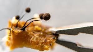 Attēlu rezultāti vaicājumam “Comatricha alta”