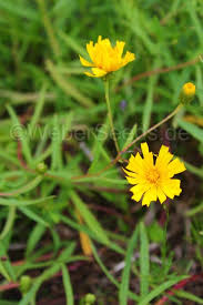 Attēlu rezultāti vaicājumam “Hieracium umbellatum bud”