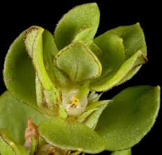 Attēlu rezultāti vaicājumam “Licea minima macro”