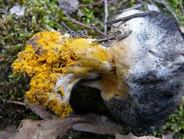 Attēlu rezultāti vaicājumam “Hypomyces chrysospermus”