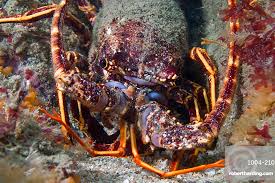 Image result for Palinurus elephas