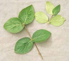 Attēlu rezultāti vaicājumam “Cnidium dubium leaf”