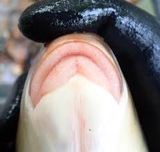 Image result for Moxostoma carinatum