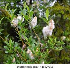 Attēlu rezultāti vaicājumam “Salix caprea fruit”
