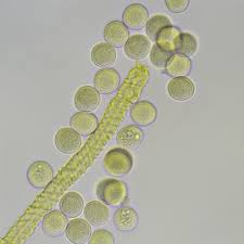 Attēlu rezultāti vaicājumam “Trichia alpina”