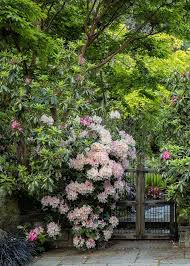 Attēlu rezultāti vaicājumam “rhododendron”