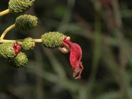 Attēlu rezultāti vaicājumam “Taphrina padi”