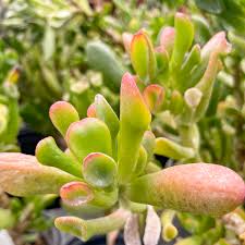 Image result for Crassula hobbit