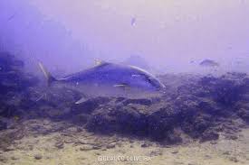 Image result for Seriola rivoliana