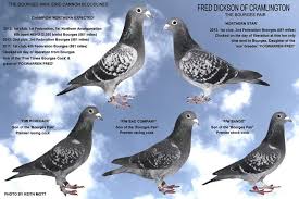 Image result for Abbeyton & Broomfield Racing Pigeons