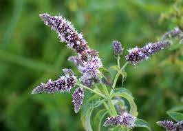 Attēlu rezultāti vaicājumam “Mentha longifolia flower”