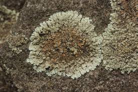 Attēlu rezultāti vaicājumam “Lecanora muralis”