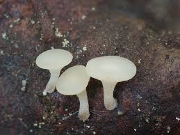 Attēlu rezultāti vaicājumam “Hymenoscyphus fructigenus”