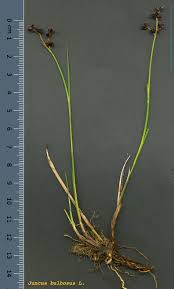 Attēlu rezultāti vaicājumam “Juncus bulbosus”