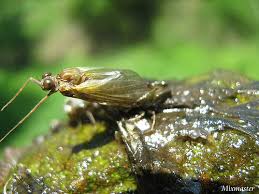 Attēlu rezultāti vaicājumam “Siphlonurus”