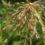 Attēlu rezultāti vaicājumam “Glyceria maxima fruit”