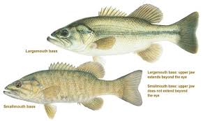 Image result for Micropterus salmoides