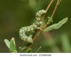 Attēlu rezultāti vaicājumam “Tenthredo scrophulariae larva”