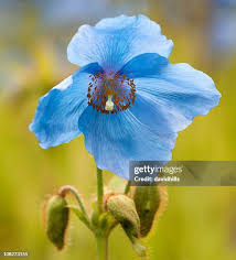 Image result for Scheinmohn