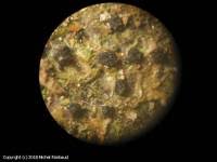 Attēlu rezultāti vaicājumam “Anthostoma decipiens”