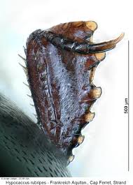 Attēlu rezultāti vaicājumam “Hypocaccus rugiceps”