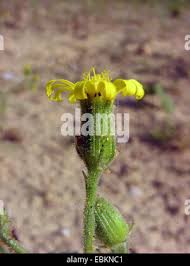 Attēlu rezultāti vaicājumam “Senecio viscosus fruit”