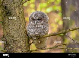 Attēlu rezultāti vaicājumam “Strix aluco juvenile”